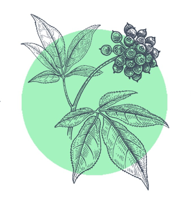 Pflanze mit gruenem Hintergrund