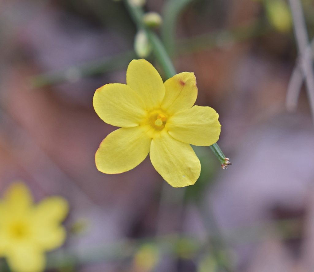 wild jasmine yellow blossom