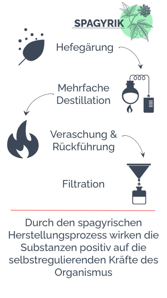 die 4 Schritte des Herstellungsprozess der Spagyrik: Hefegärung, Destillation, Veraschung, Filtration