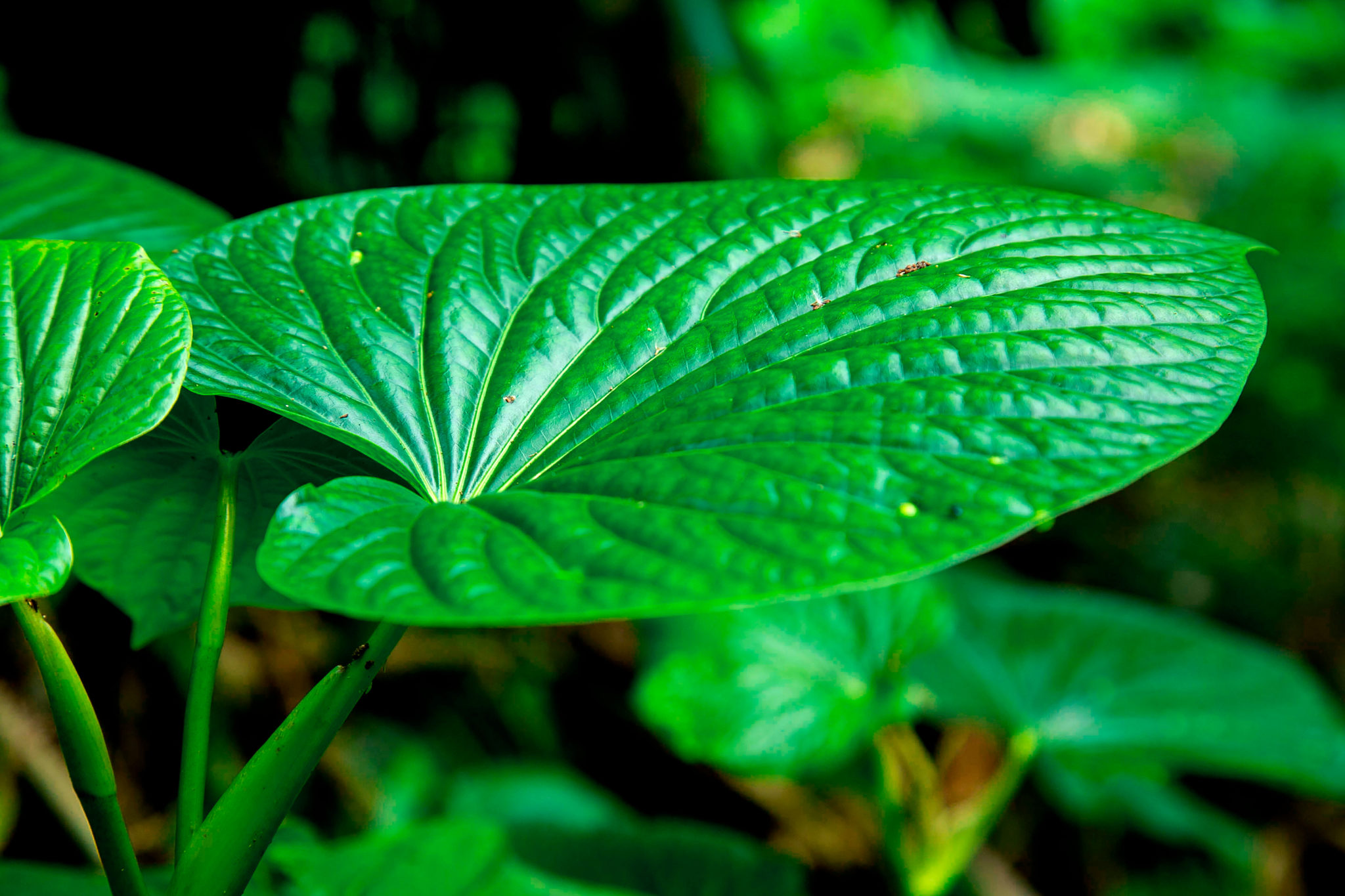 Green leaf from kava kava plant