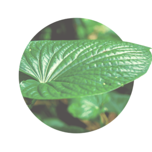 Gruenes Blatt von der Kava-Kava-Pflanze