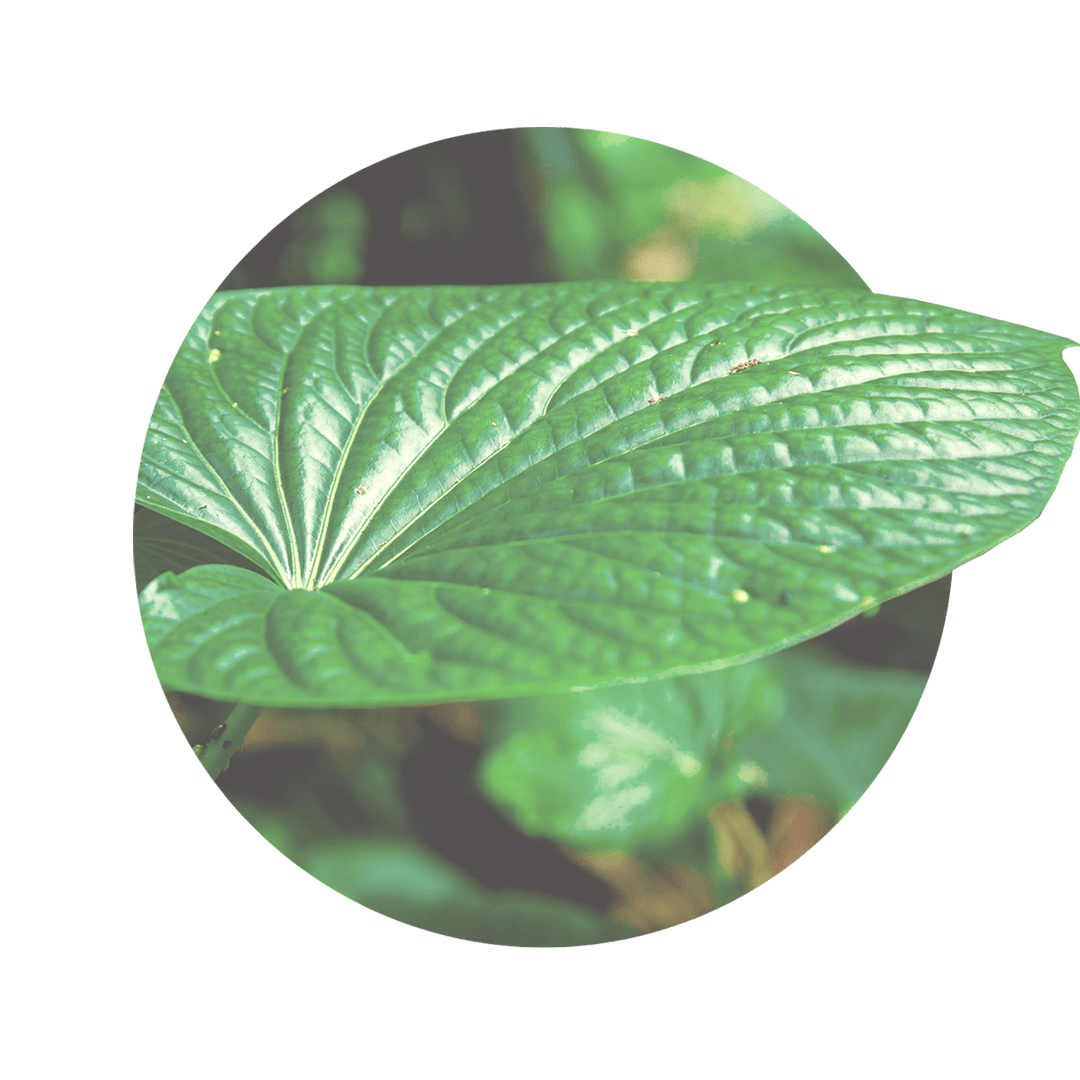 Gruenes Blatt von der Kava-Kava-Pflanze