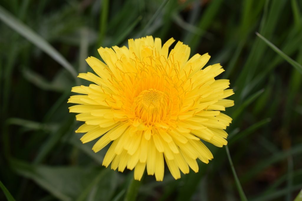 Yellow dandelion with green background