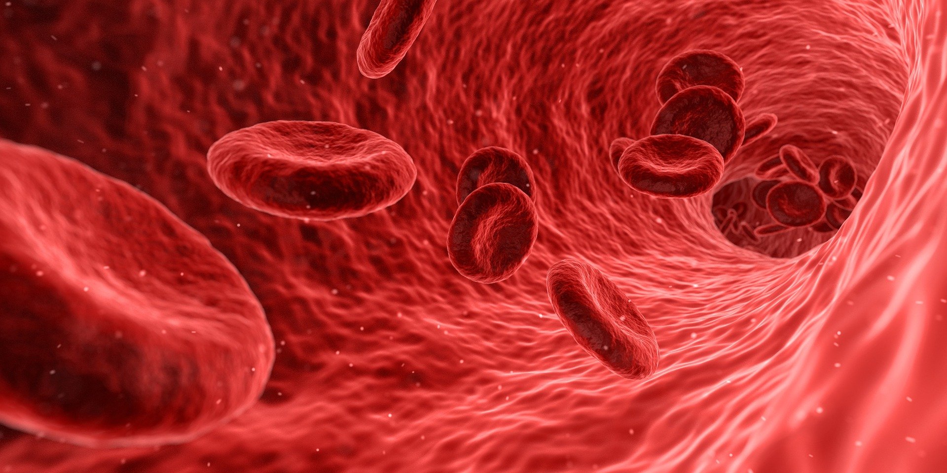 Nahaufnahme von Blutzellen (rot) - Nosoden - Nosodentherapie