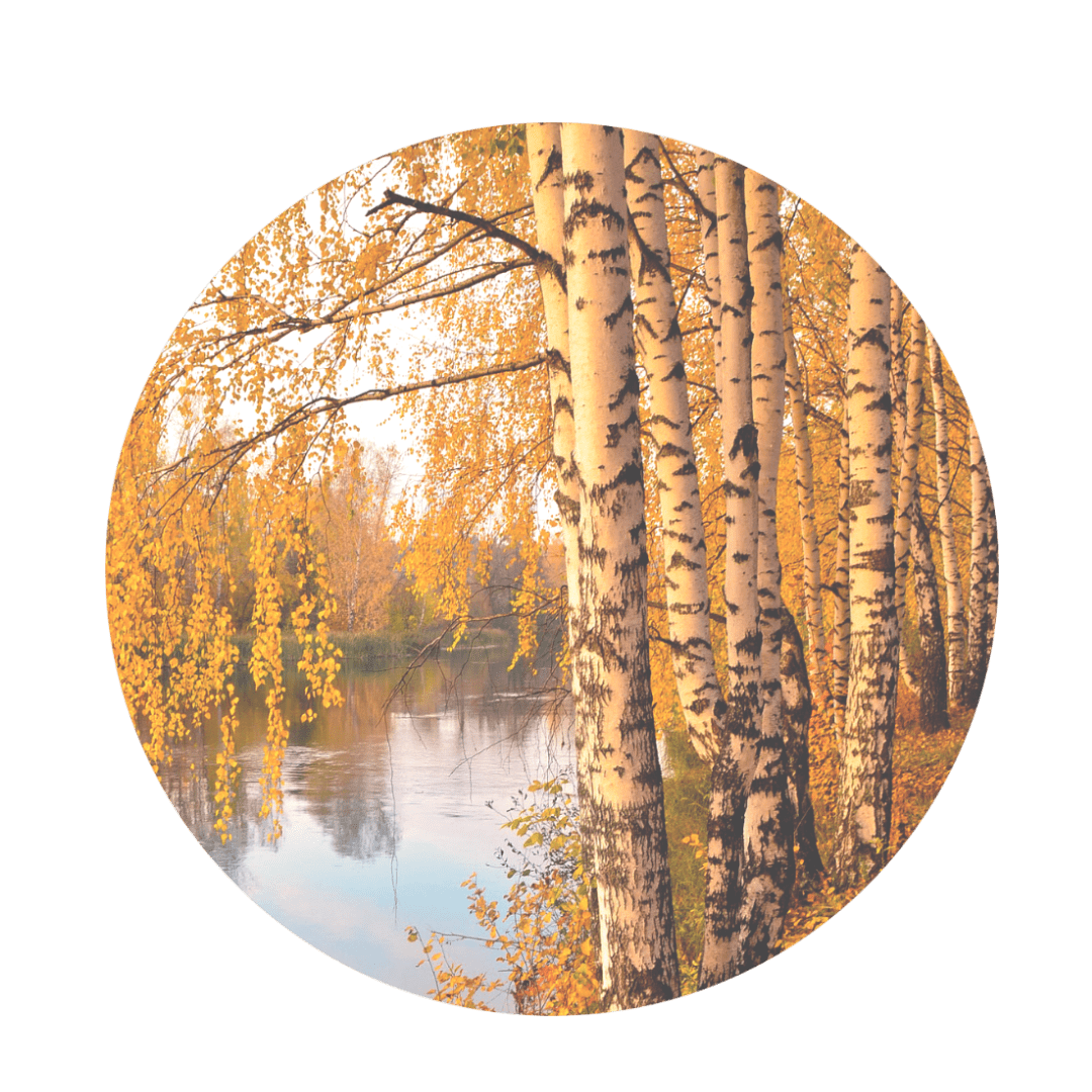 White birch trees with yellow leaves and white bark by river