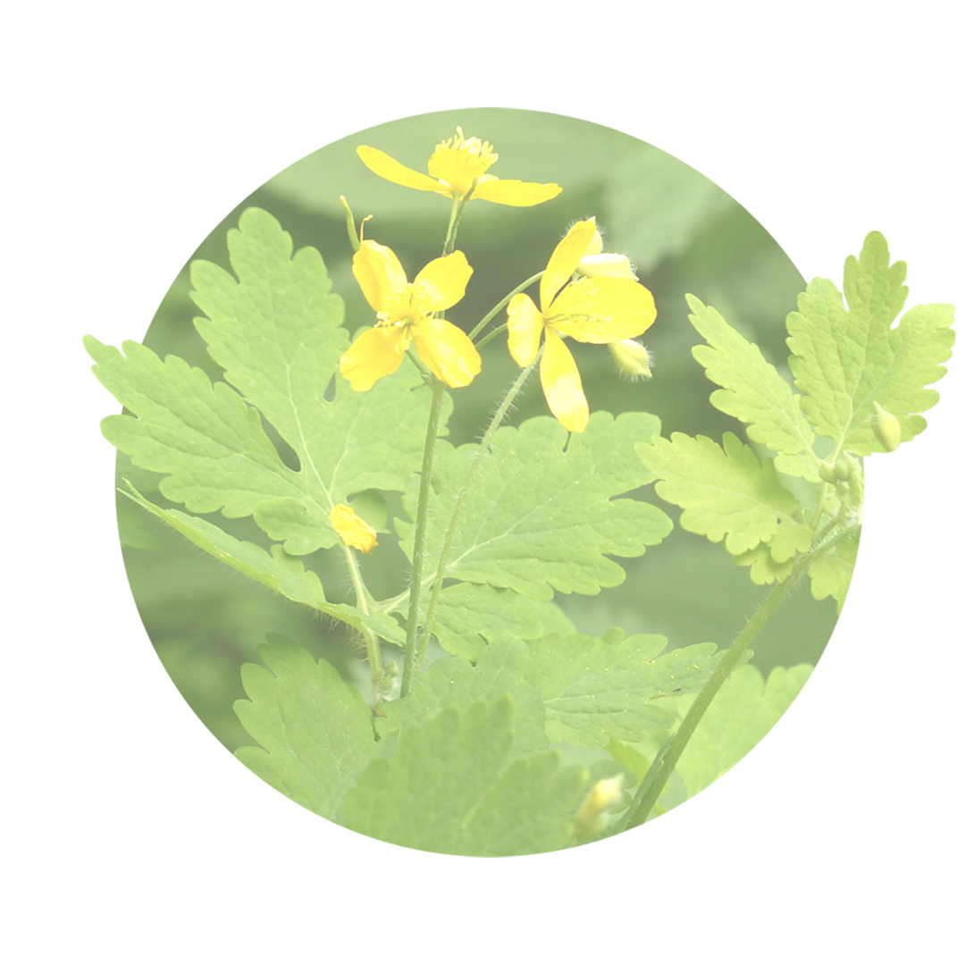 gelbes Schöllkraut am blühen im Hintergrund grüne Blätter