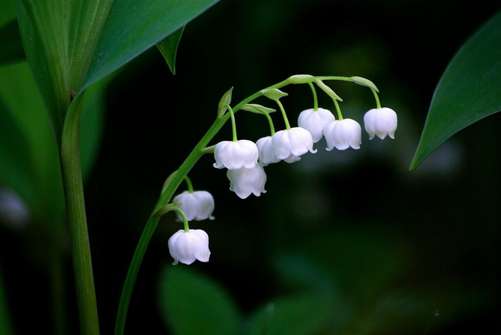 white lily of the valley blooming with green leaves in background