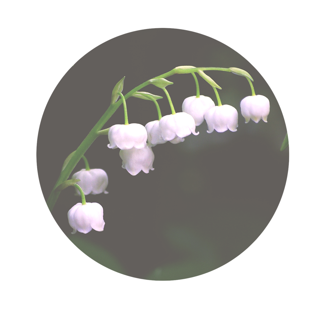 weiße Maiglöckchen am blühen