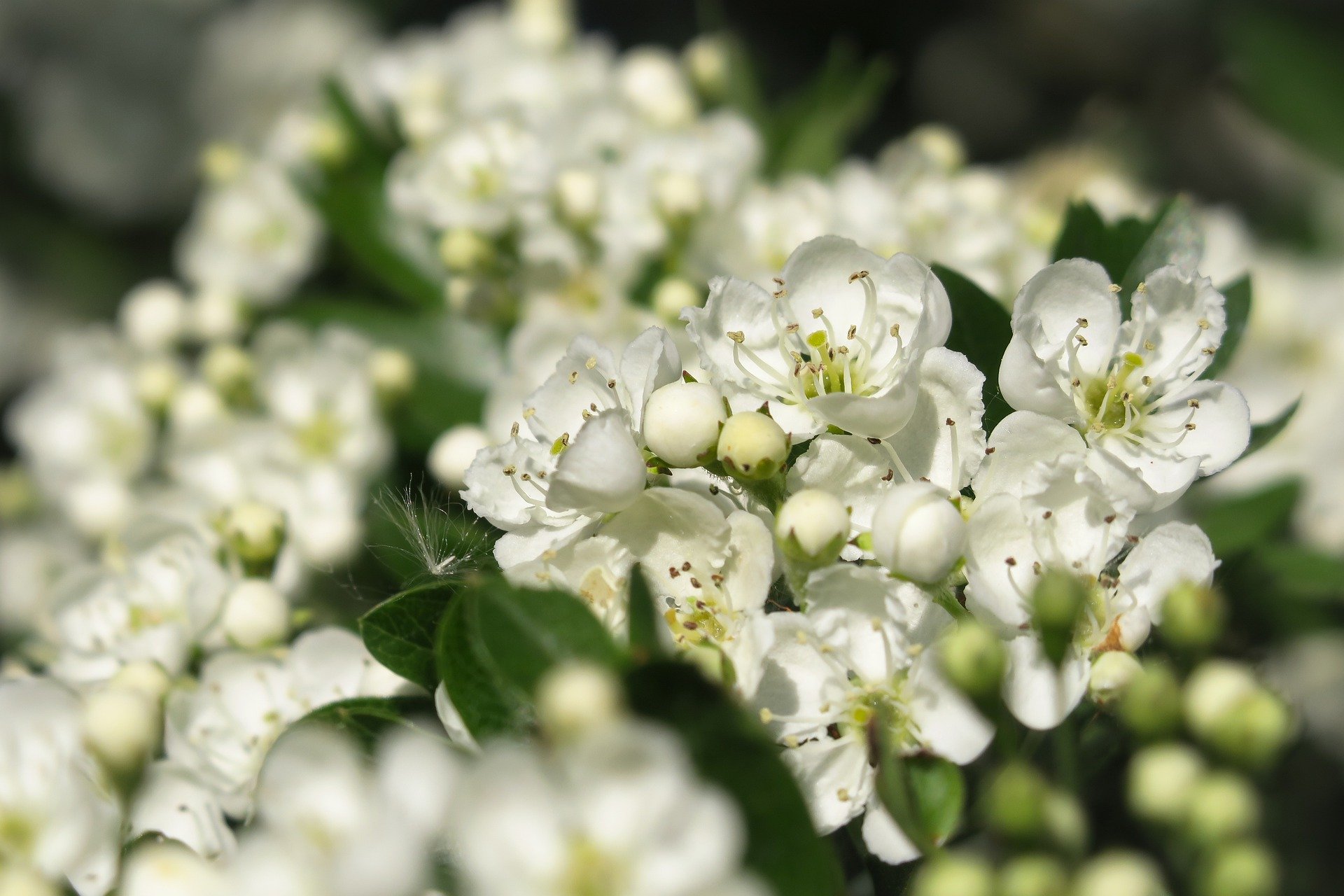 white hawthorn with green leaves