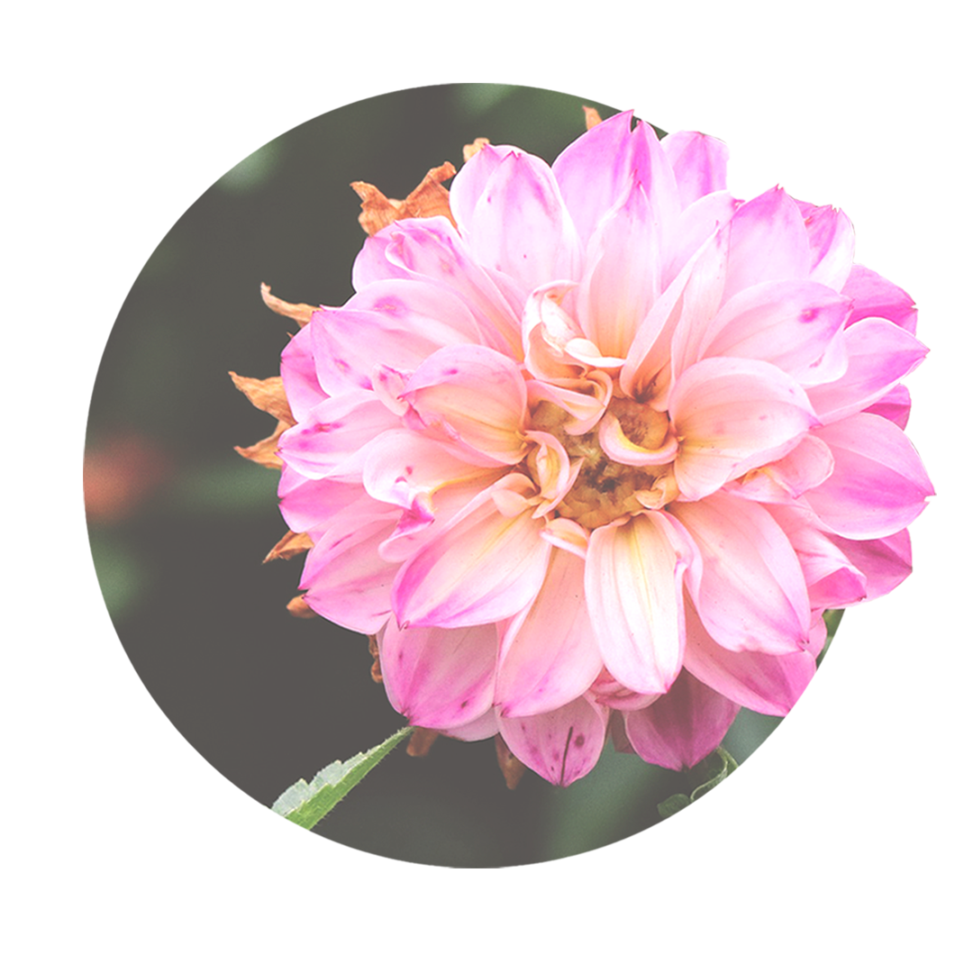 Pfingstrose mit rosa Blüten