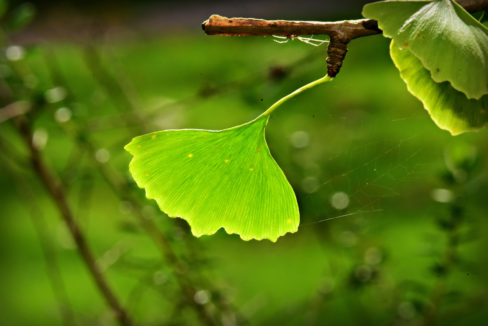 ginkgo tree with leaf on branch