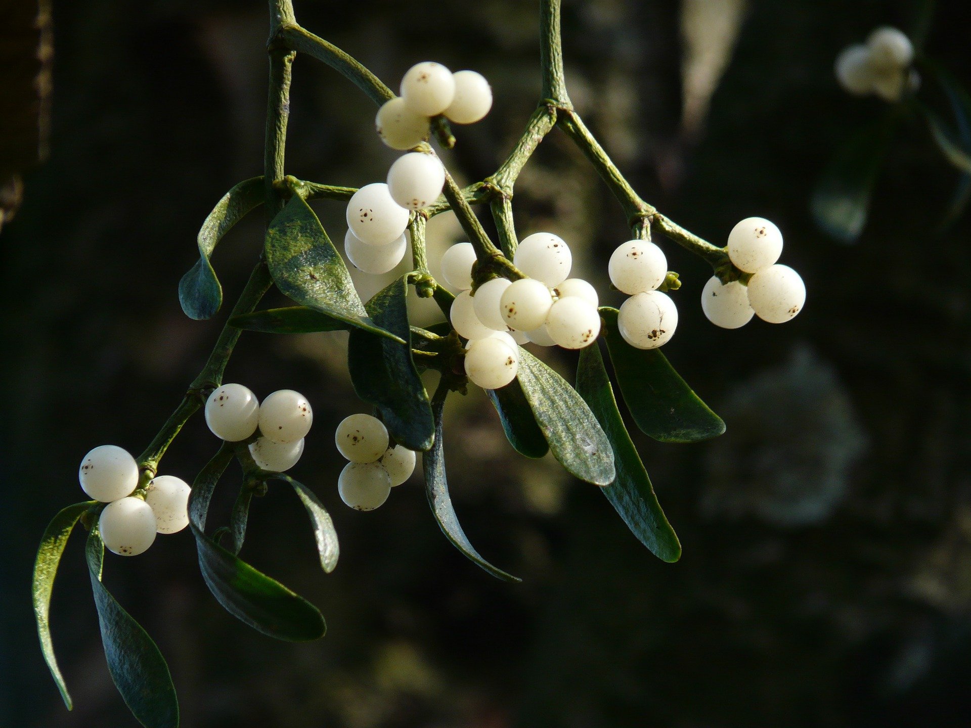 mistletoe berries on green bush