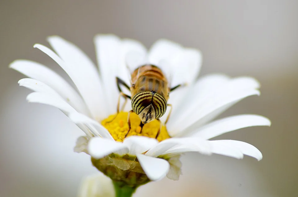 a bee sits on a flower and sucks nectar. The flower is yellow inside and has white petals has