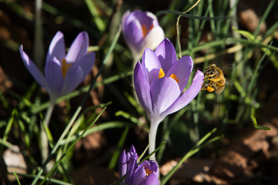 lila Krokusse auf einer Wiese im Sonnenschein. Eine Biene sitzt auf der Blüte im Vordergrund.