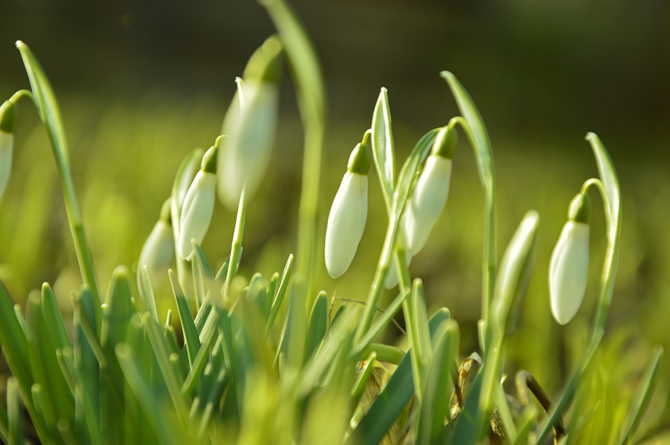 Snowdrops bloom on a green meadow in spring, the sun is shining