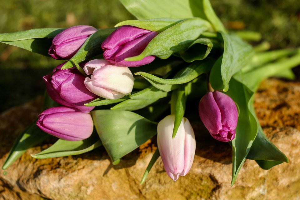 ein paar rosa und lila Tulpen liegen auf einem Stein in der Sonne