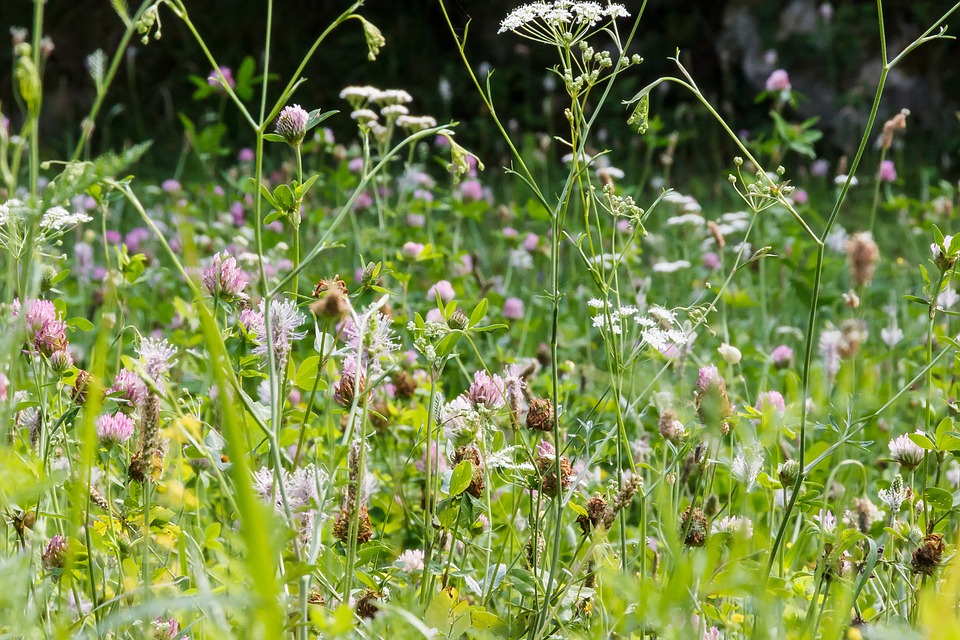 Meadow full of flowers and grasses