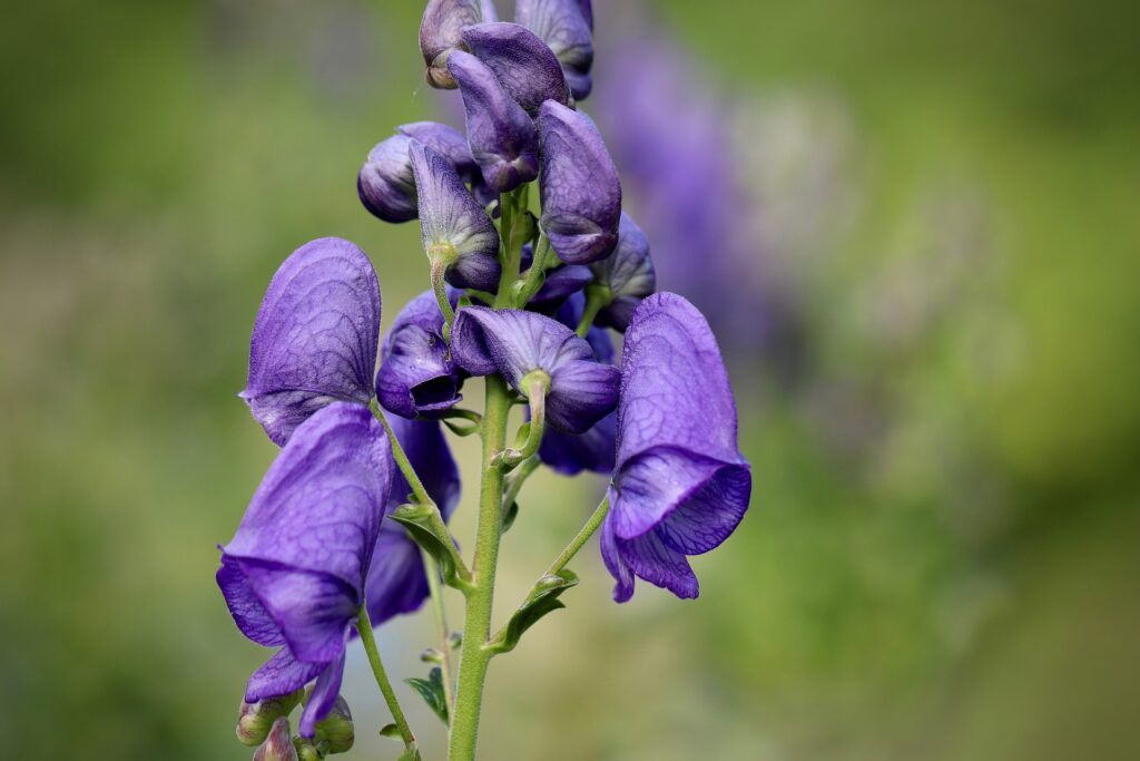 purple blossom of aconite against green background