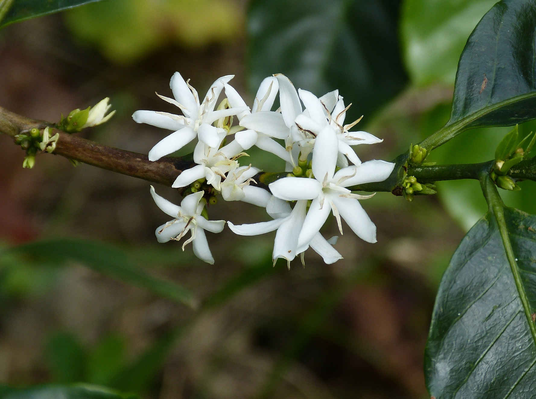 weiße Blüte eines Kaffeestrauchs