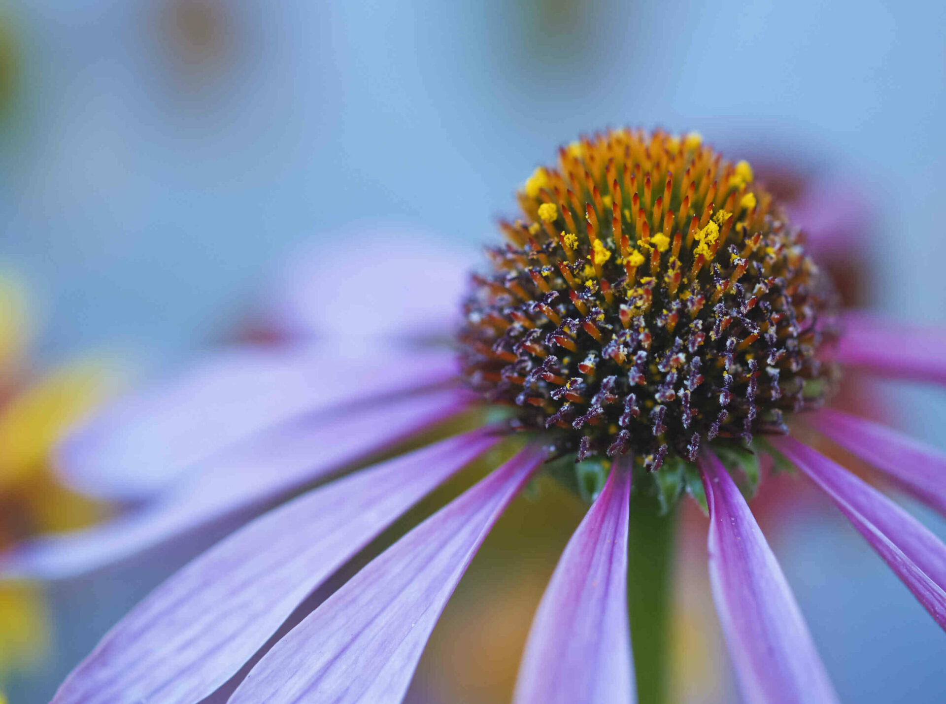 The flower of a coneflower close up