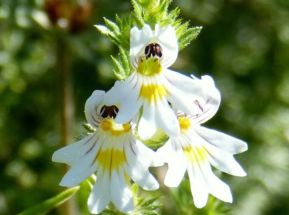 weiße Blüte von Augentrost