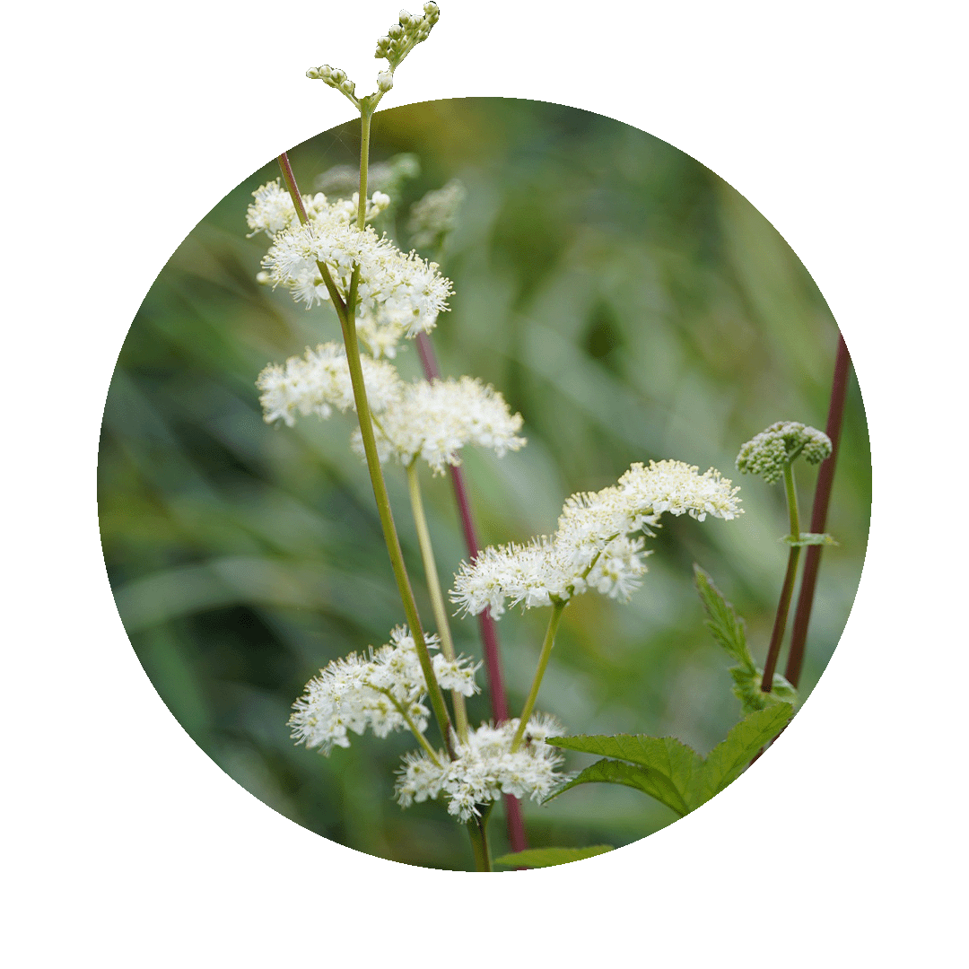 Real meadowsweet on a meadow