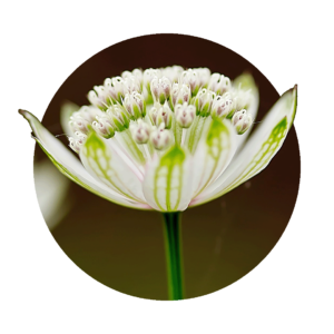 white flower of masterwort close up