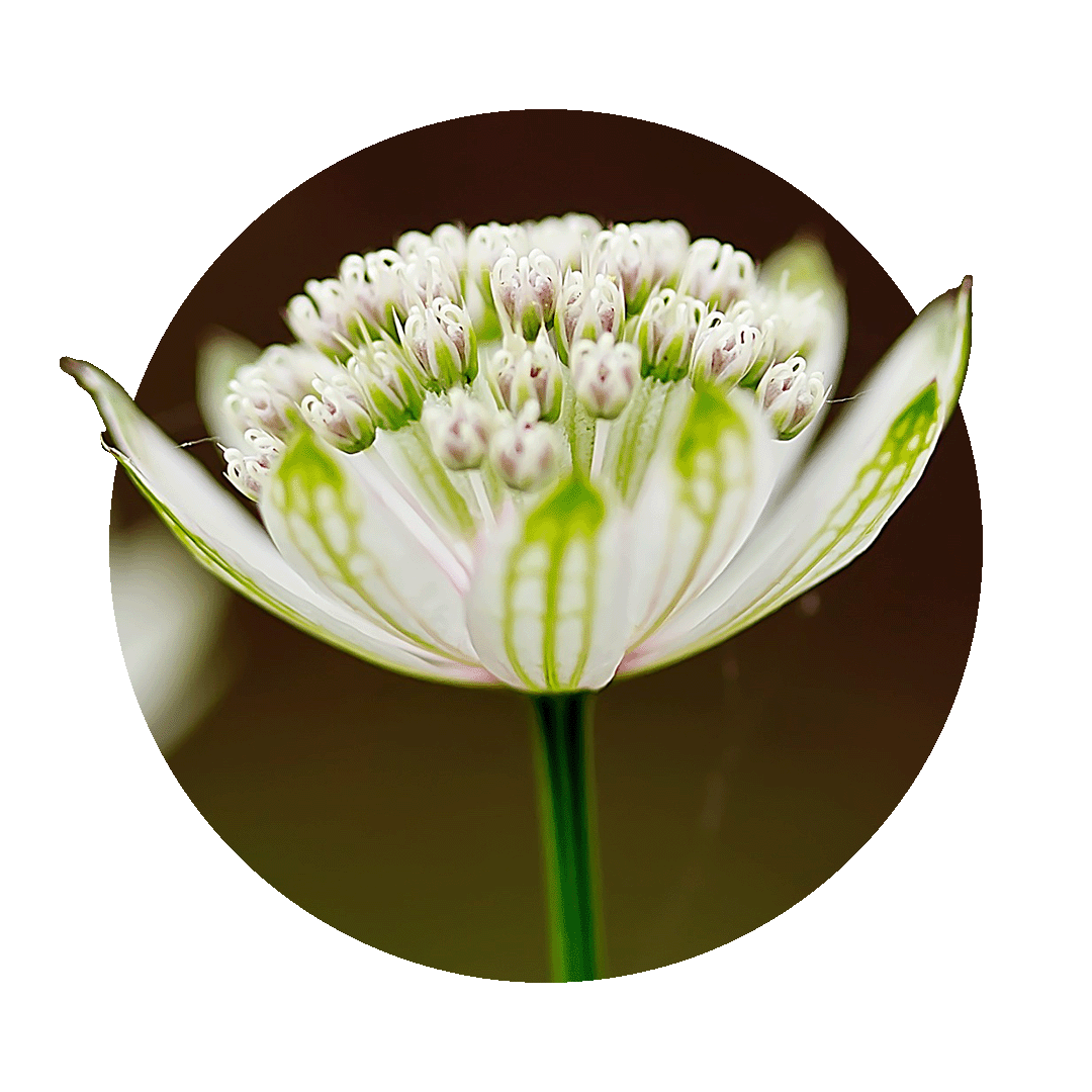 weiße Blüte der Meisterwurz in Nahaufnahme