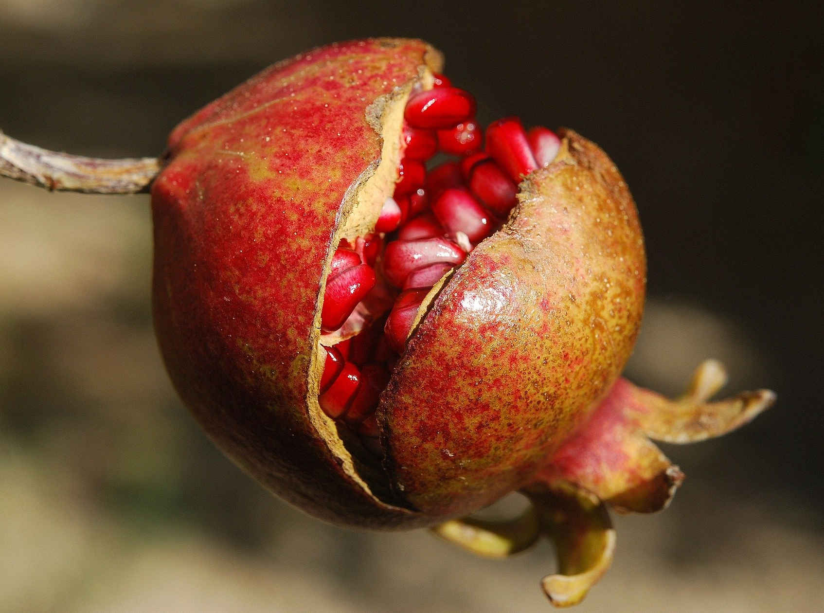 Pomegranate cracked open