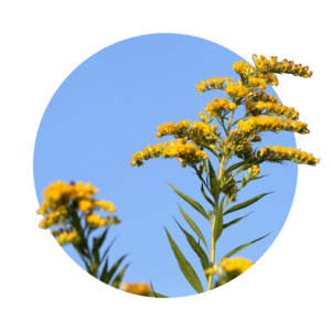blooming real goldenrod against blue sky