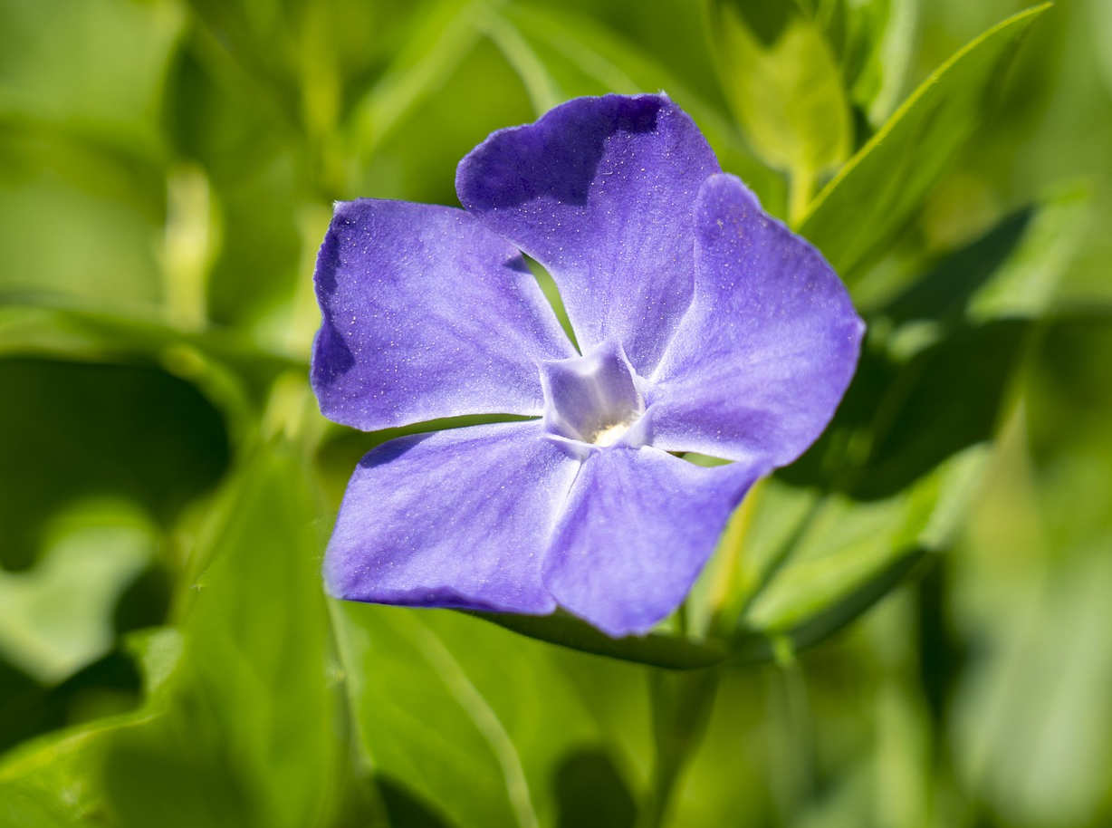 purple flower of vinca minor