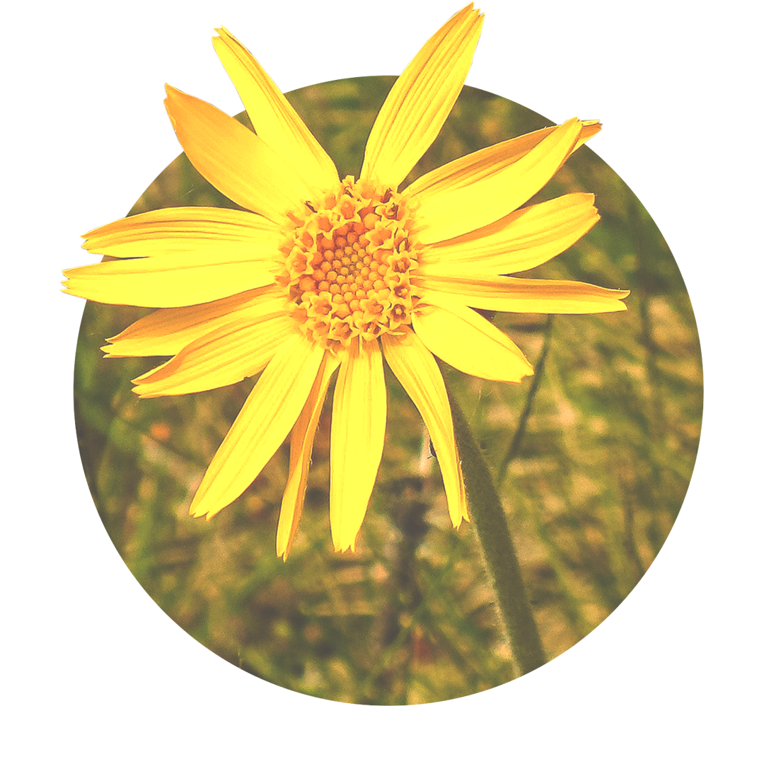 gelbe Blüte der Arnika