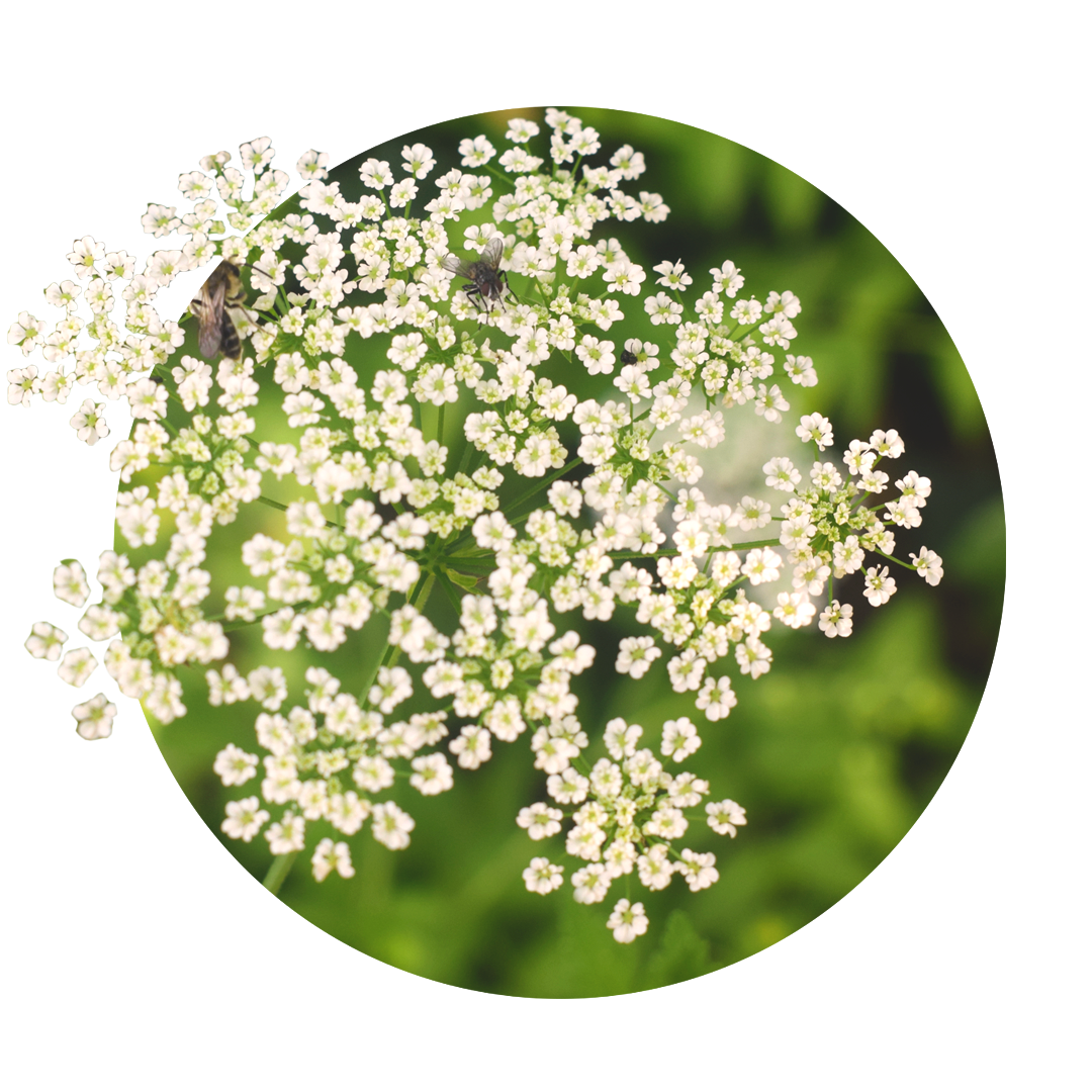 weiße kleine Blüten des Kümmels