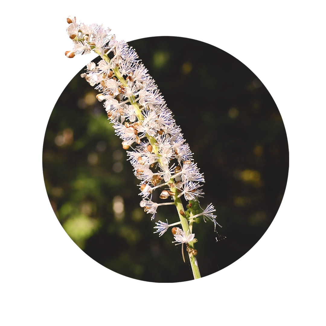 weiße lange Blüte des Wanzenkrauts