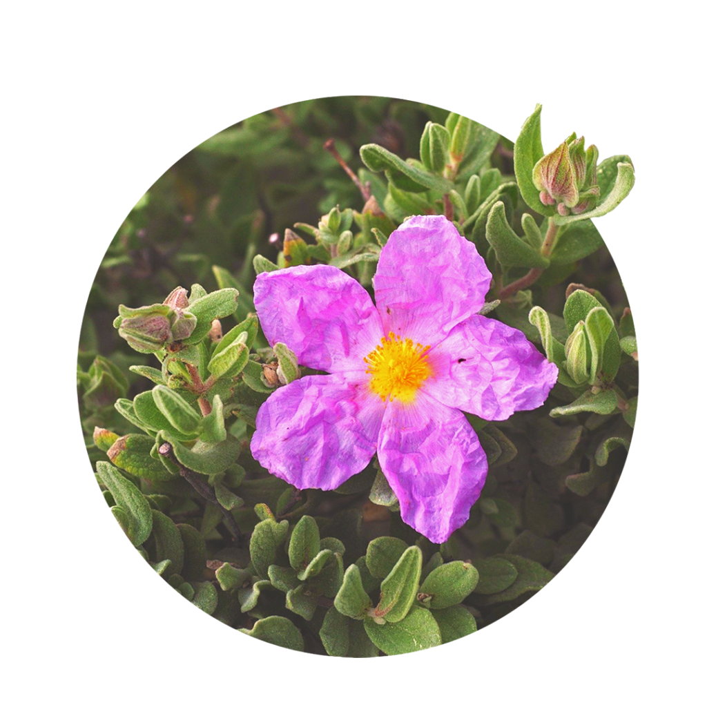 pink flower of rockrose with green leaves
