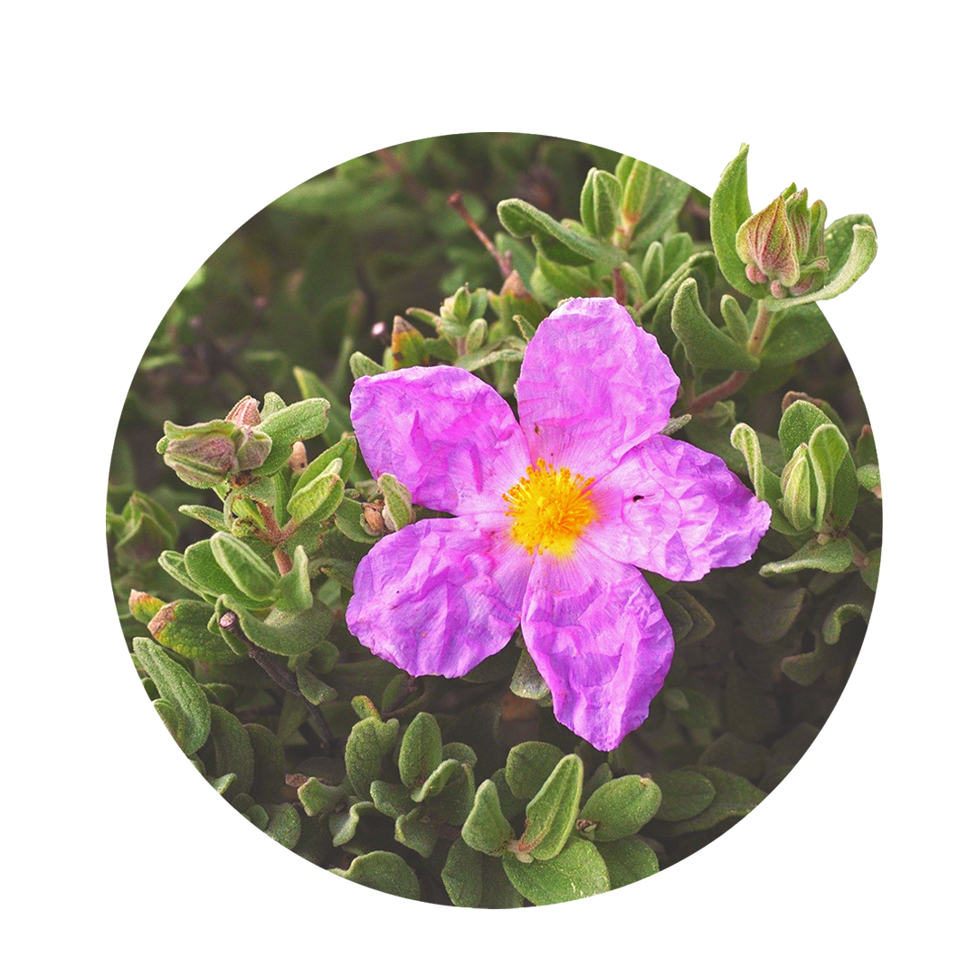 pink flower of rockrose with green leaves