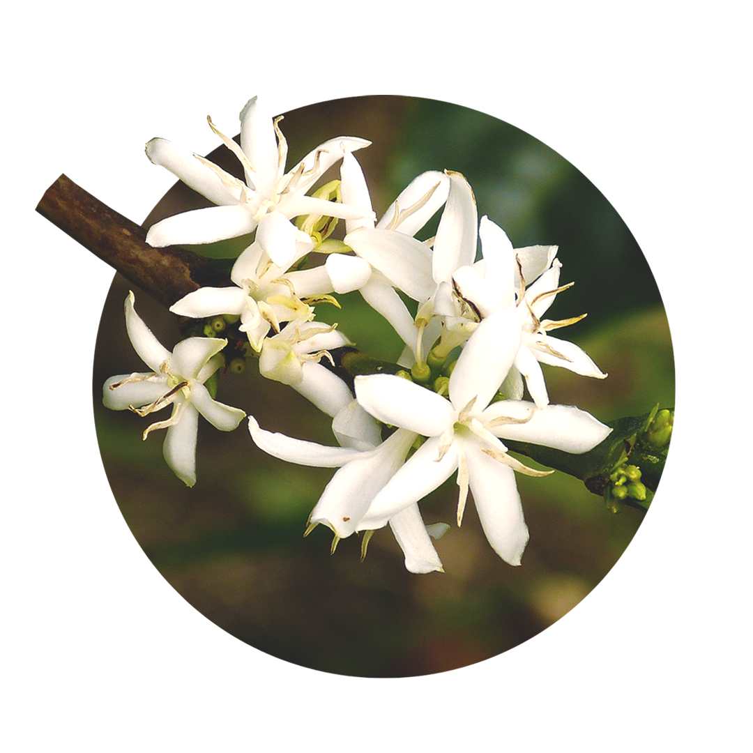 weiße Blüten des Kaffeestrauchs an einem Zweig