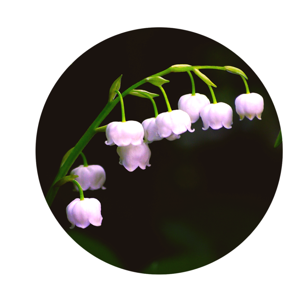 weiße Blüten des Maiglöckchen