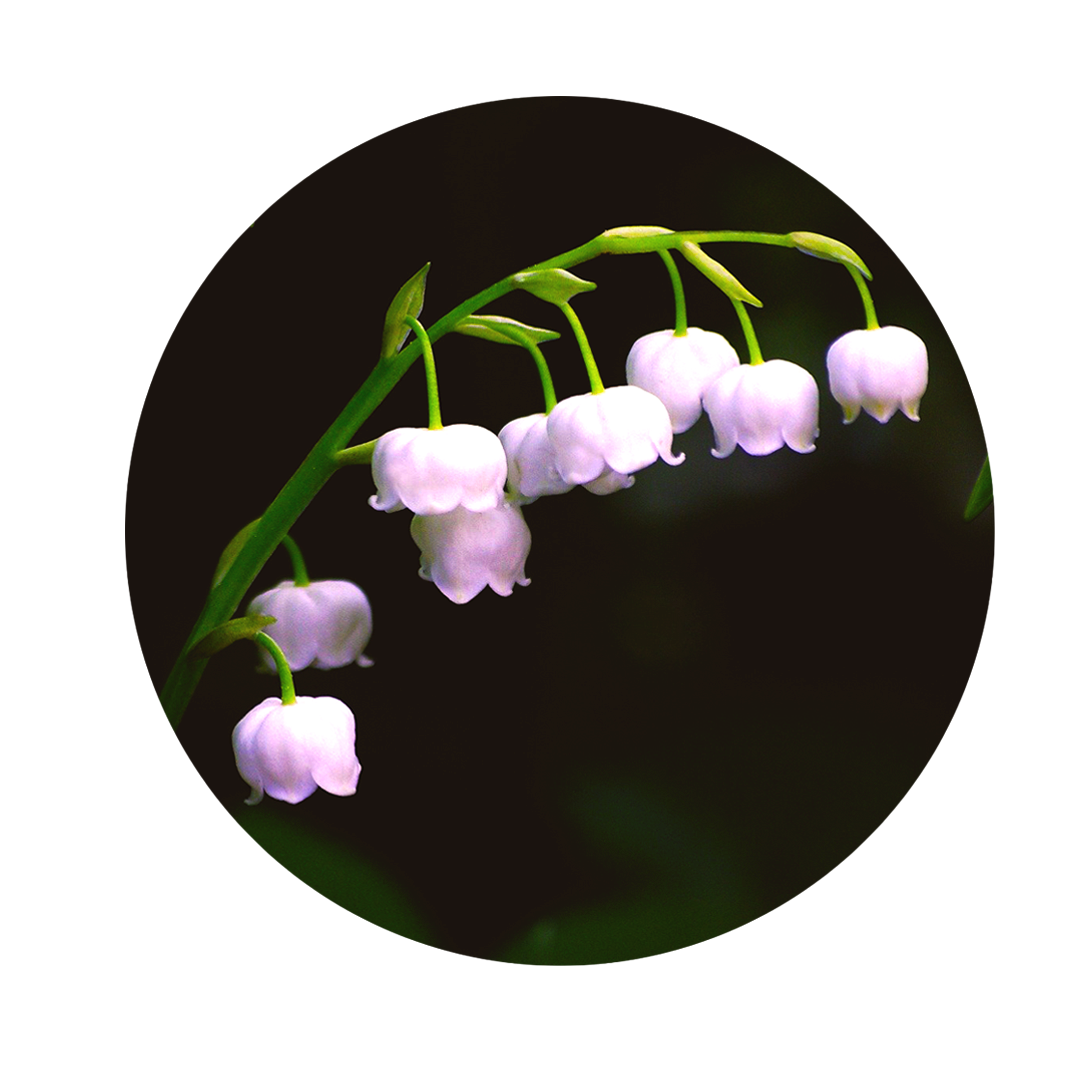 white flowers of lily of the valley