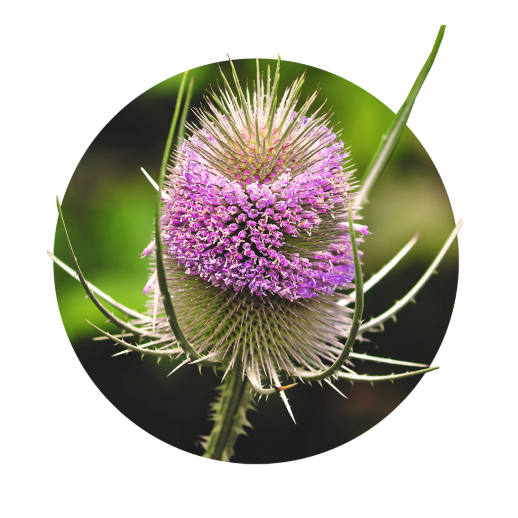 Flower of wild cardoon in purple
