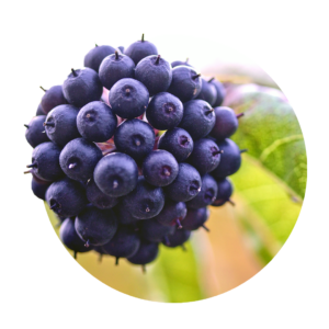 lila, blaue Früchte der Taigawurzel