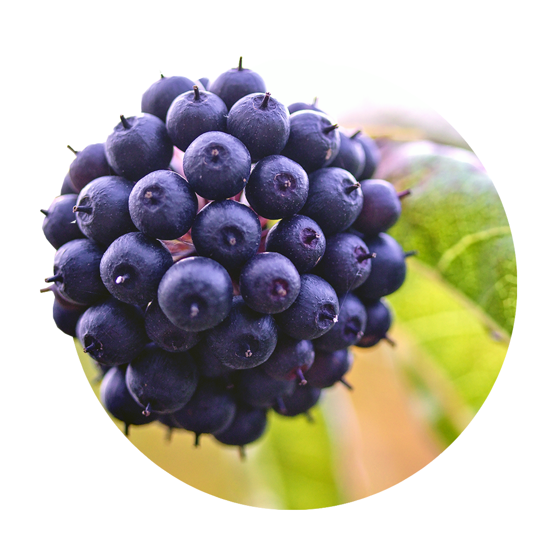 lila, blaue Früchte der Taigawurzel