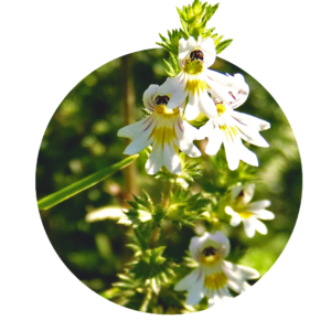 weiße und gelbe Blüte des Augentrots mit grünen Blättern
