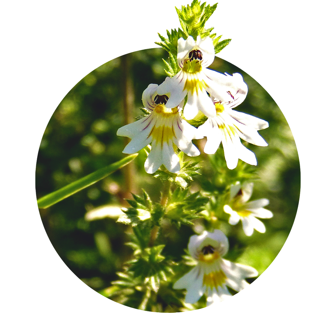 weiße und gelbe Blüte des Augentrots mit grünen Blättern