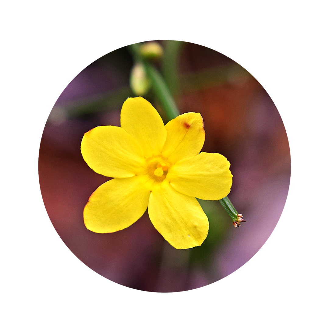 golden yellow flower of wild jasmine