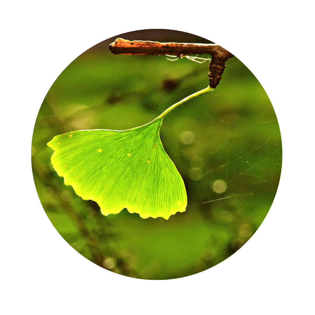 light green leaf of ginko tree