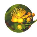 gold-gelbe Blüte des Johanniskrauts mit Knospen und Blättern