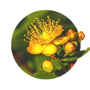 gold-gelbe Blüte des Johanniskrauts mit Knospen und Blättern