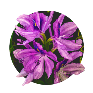 lila Blüte der Schwertlilie