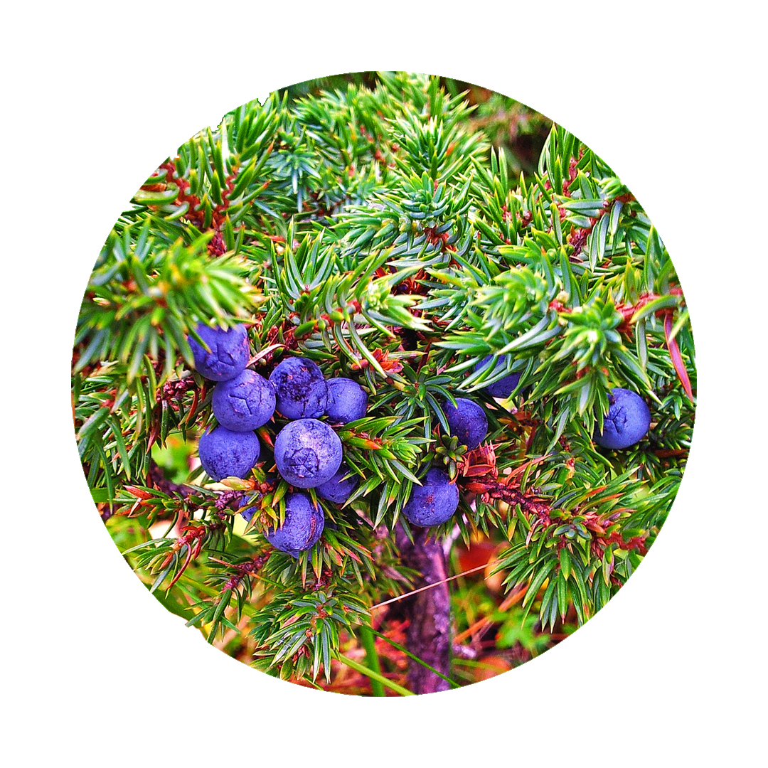 purple blue juniper berries in a green bush